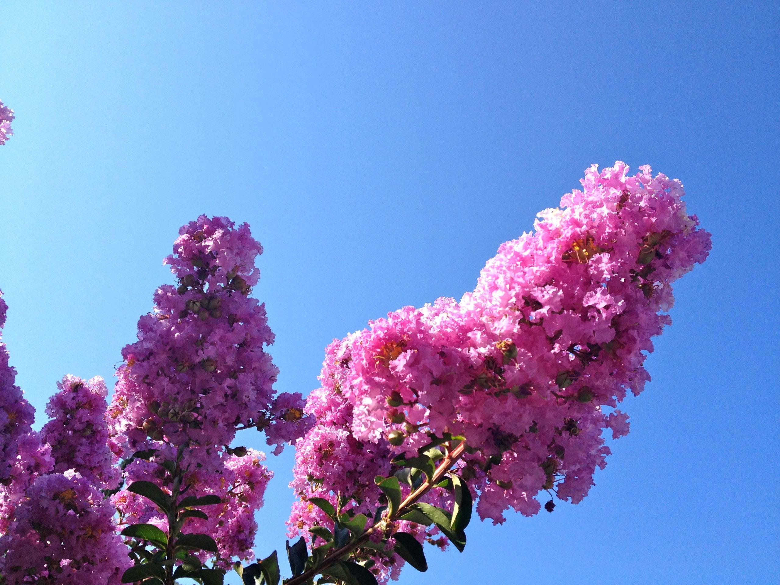pink flowers blue sky