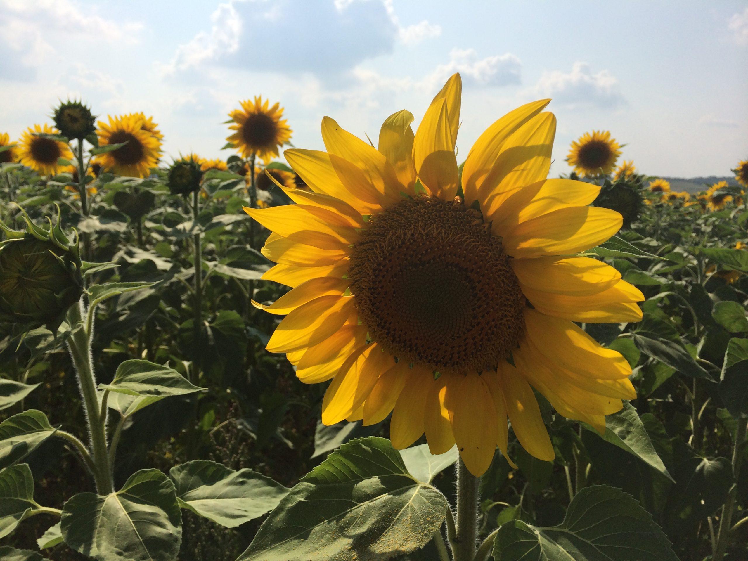 Sunflowers Gascony France