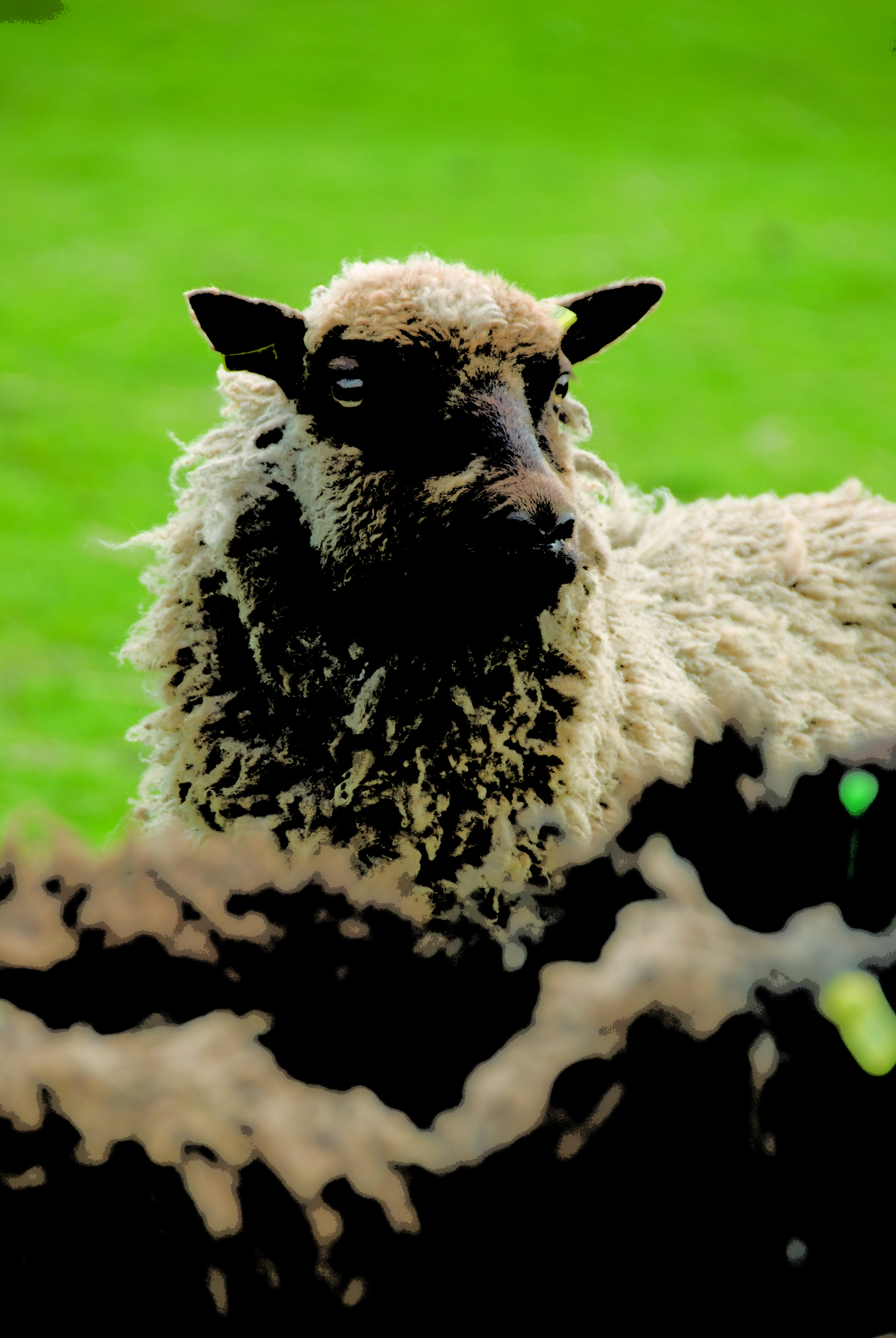 Shetland Sheep 2