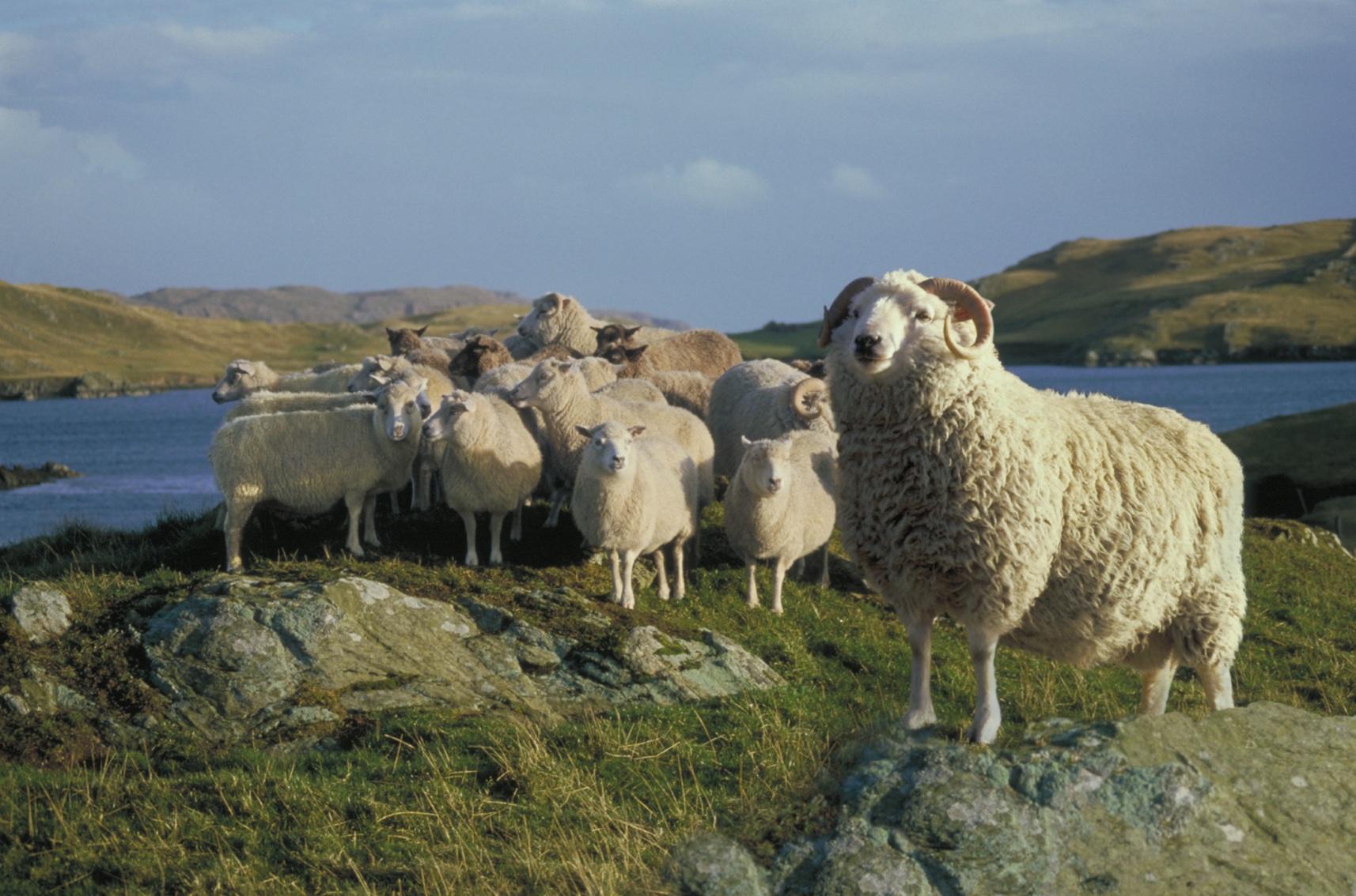 Shetland Sheep