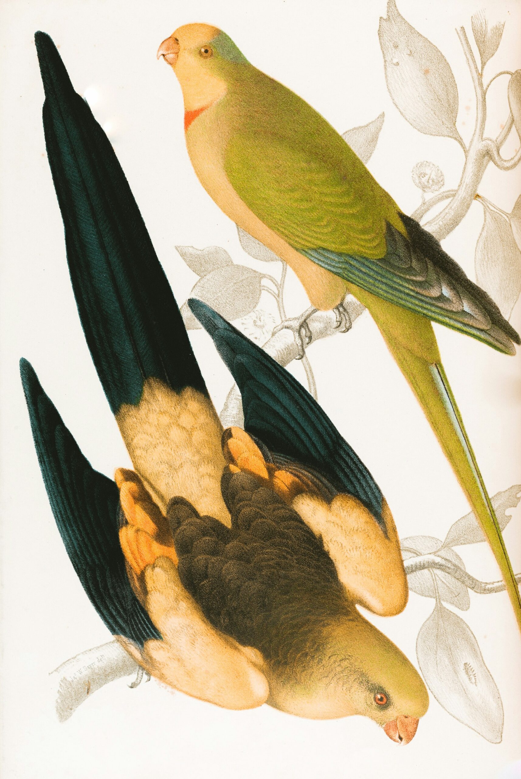 An illustration of two parrots